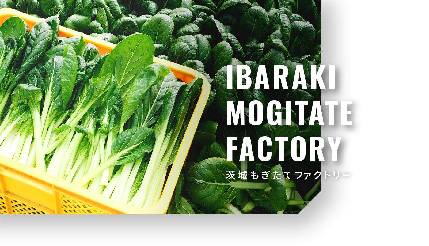IBARAKI MOGITATE FACTORY 茨城もぎたてファクトリー