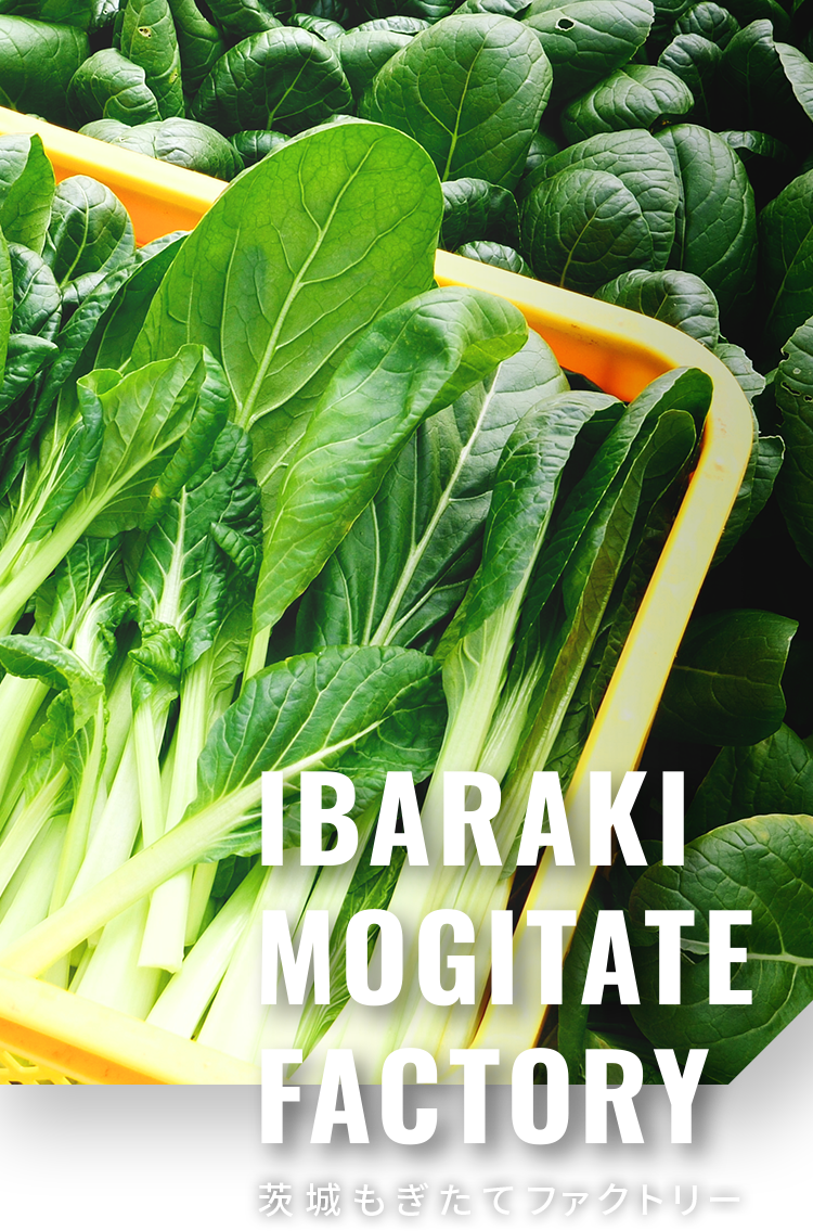 IBARAKI MOGITATE FACTORY 茨城もぎたてファクトリー